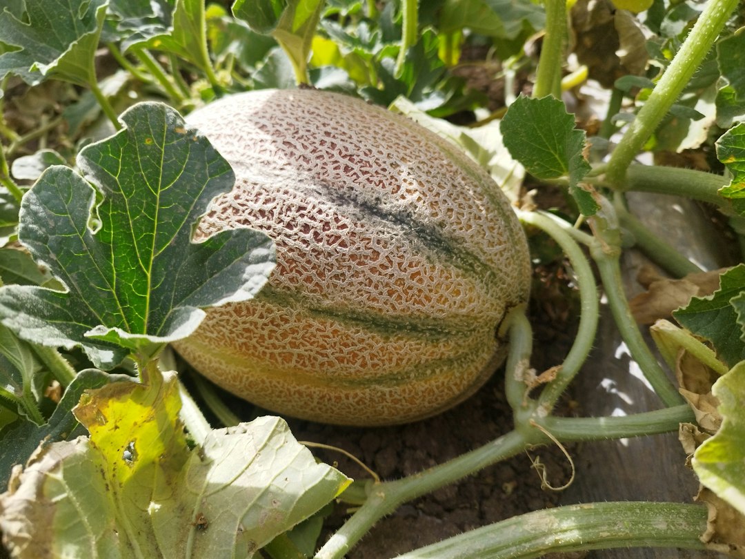 Récolte agricole de melons